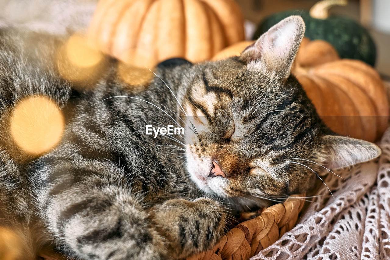 animal, animal themes, cat, mammal, pet, domestic animals, domestic cat, feline, one animal, relaxation, whiskers, no people, eyes closed, felidae, indoors, lying down, tabby cat, carnivore, sleeping, resting, small to medium-sized cats, kitten, close-up, focus on foreground, pumpkin, portrait, food