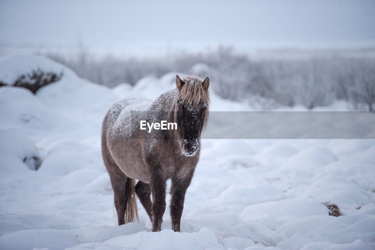 Horse standing on snow covered field against sky