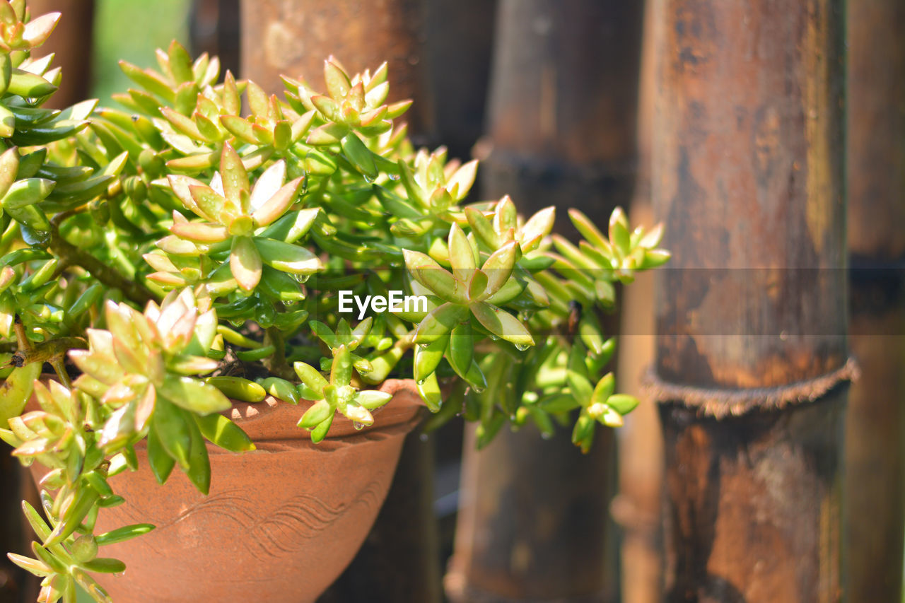 Close-up of potted plant