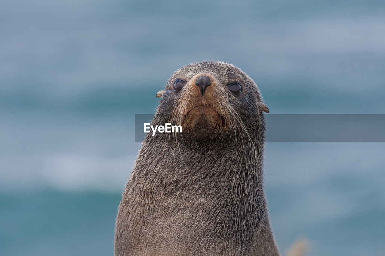 Close-up portrait of seal
