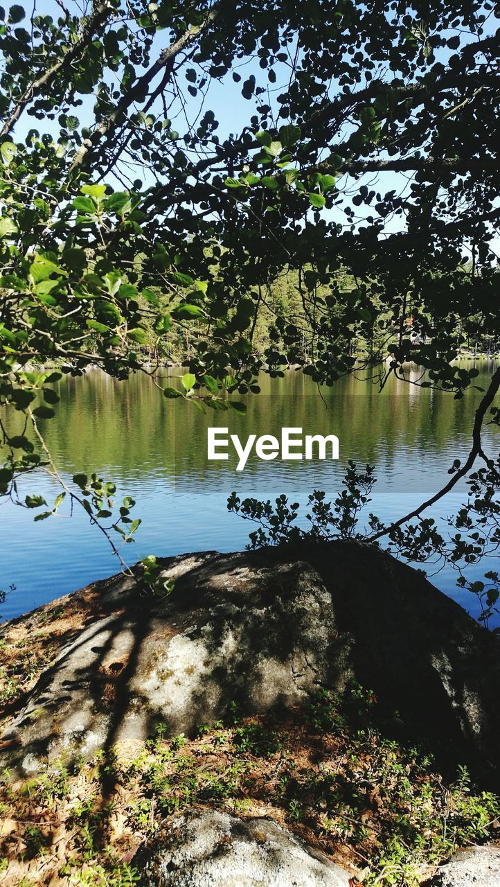 TREES BY LAKE IN FOREST AGAINST SKY