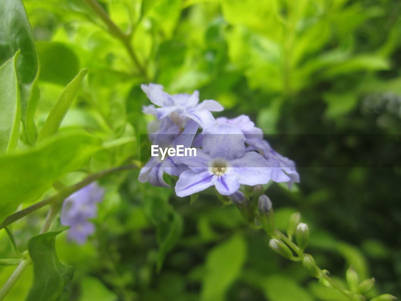 CLOSE-UP OF PURPLE FLOWERS