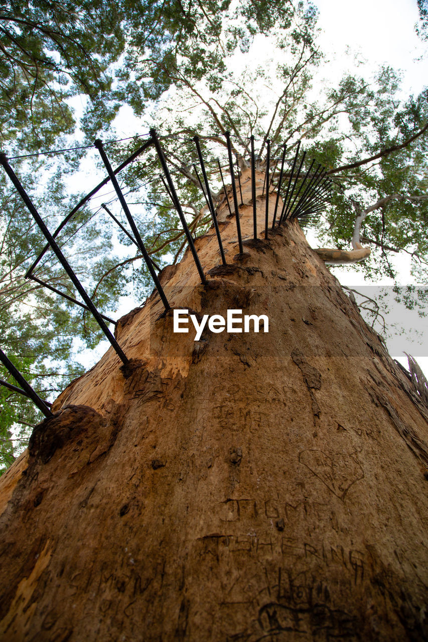 LOW ANGLE VIEW OF TREES AGAINST SKY