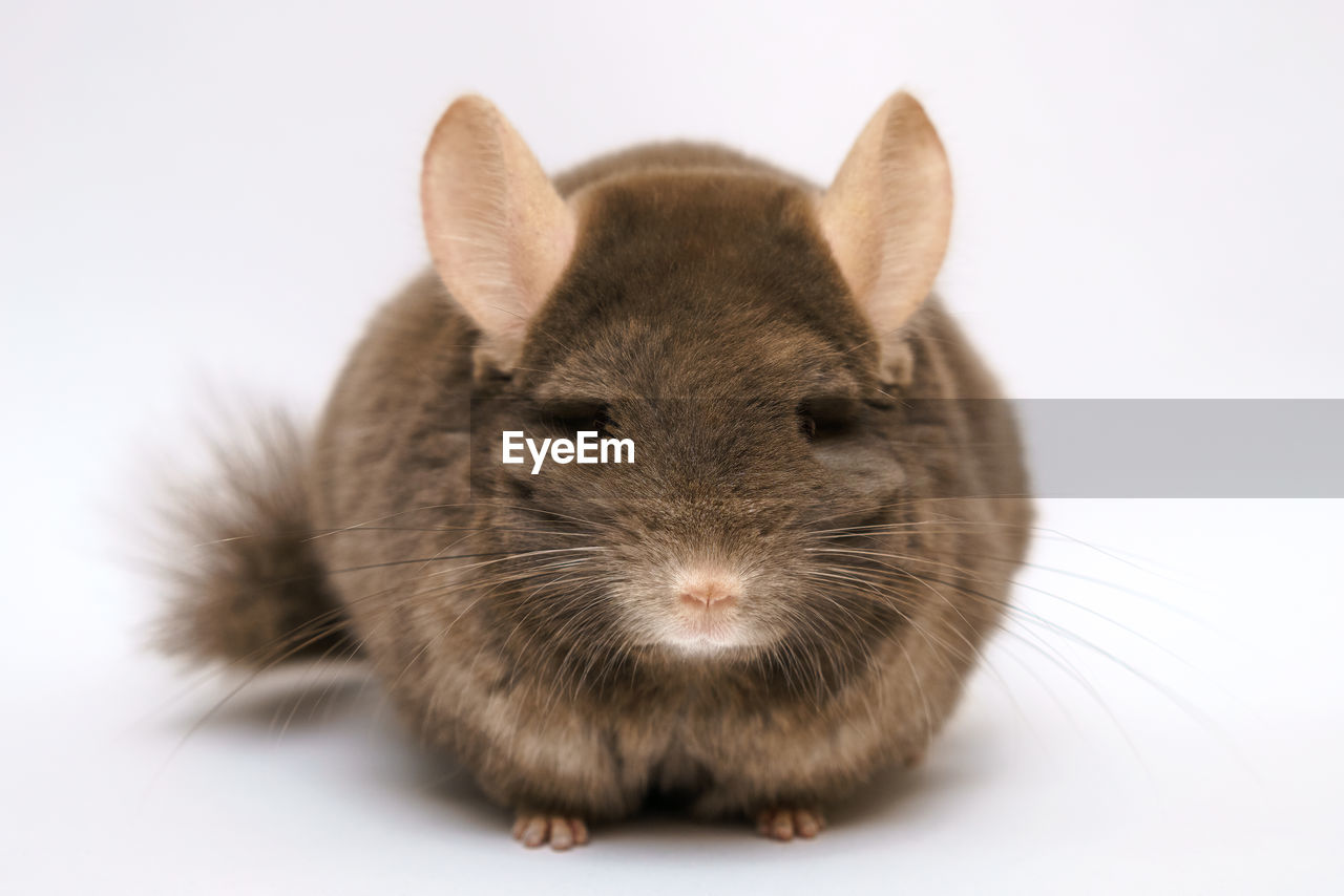 animal, mammal, animal themes, one animal, whiskers, rodent, mouse, white background, pet, animal wildlife, cute, studio shot, cut out, domestic animals, portrait, no people, close-up, indoors, muridae, animal body part, looking at camera, brown, animal hair