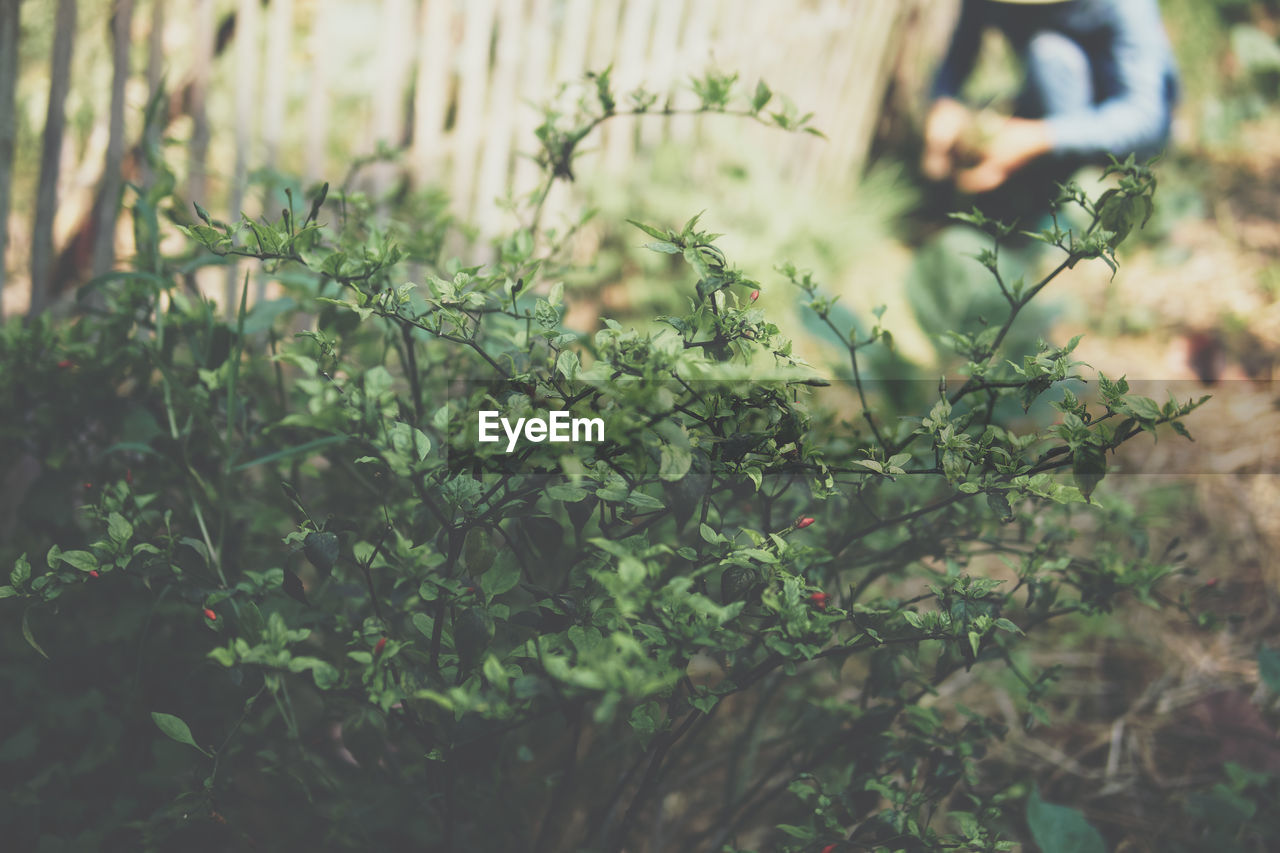 Chili plant growing in garden with background of farmer harvesting vegetable from farm