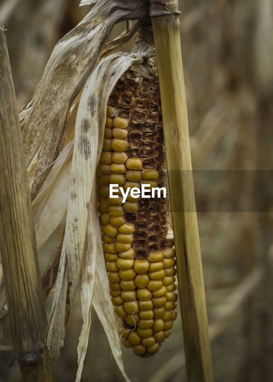 Close-up of eaten corn on plant