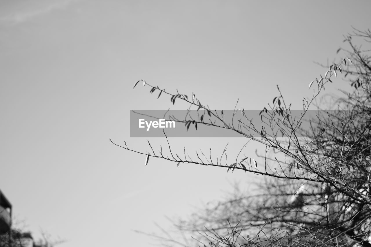 LOW ANGLE VIEW OF SILHOUETTE BIRDS ON TREE
