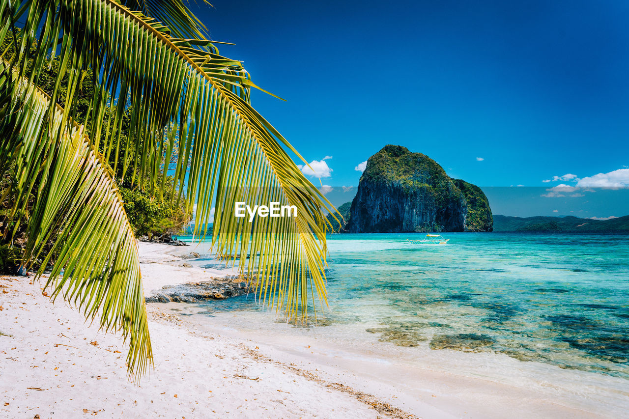 Palm tree at beach against blue sky