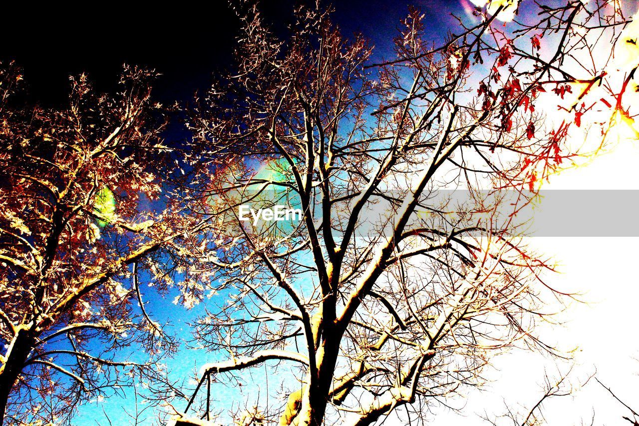 LOW ANGLE VIEW OF BARE TREES AGAINST SKY