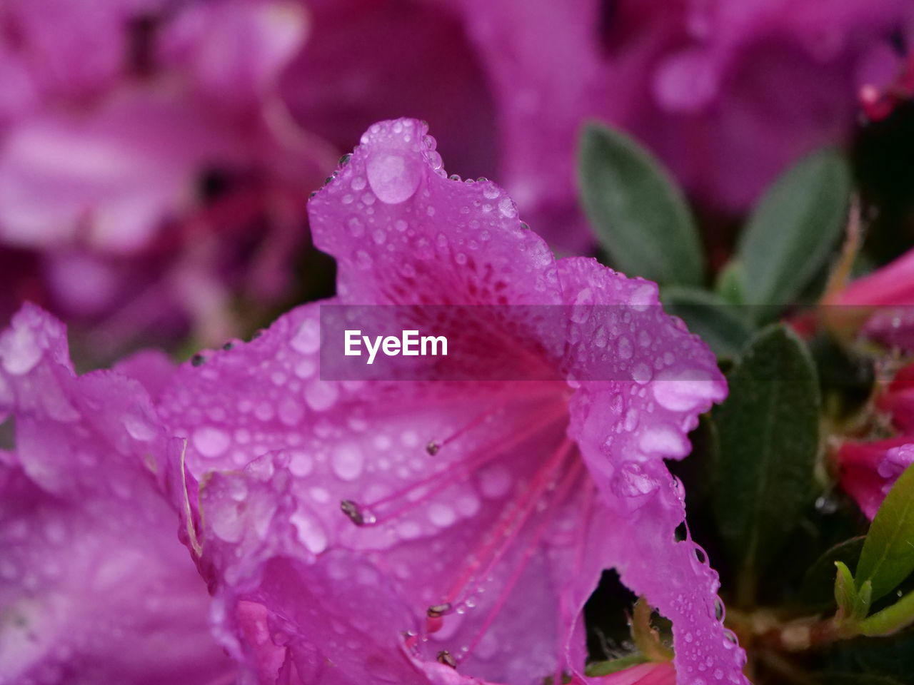 Close-up of water drops on pink rose flower