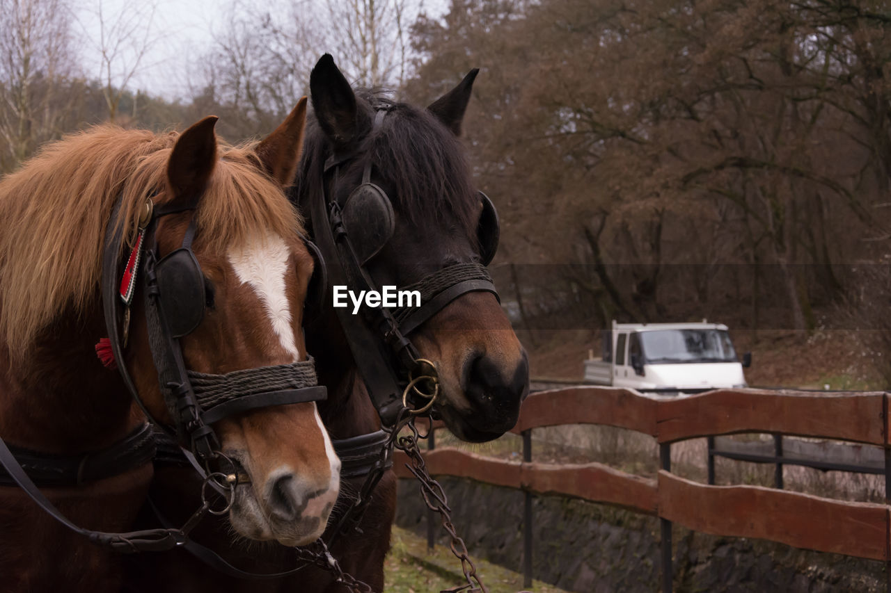 Close-up of horses on field by fence