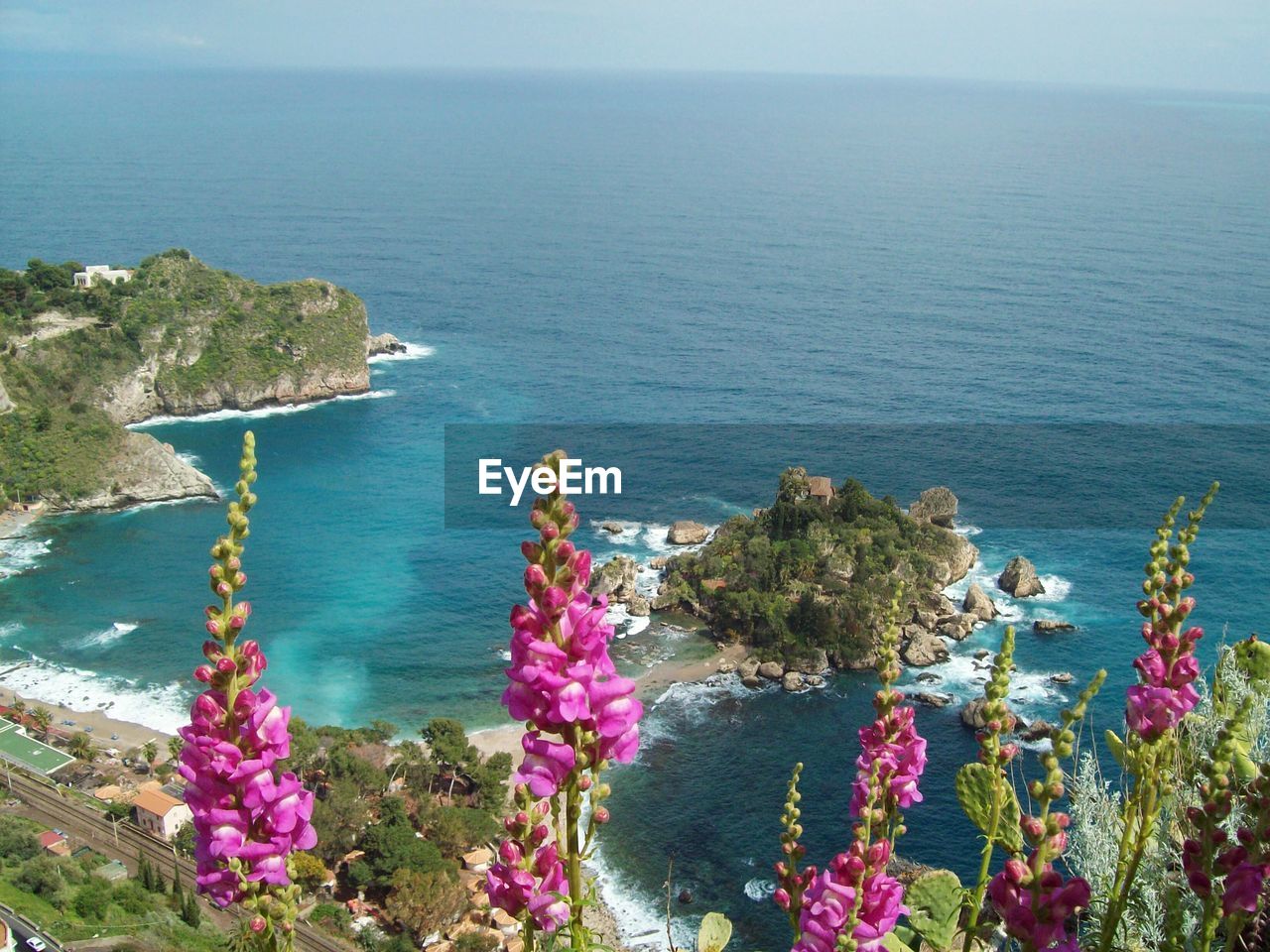 High angle view of flowers in sea