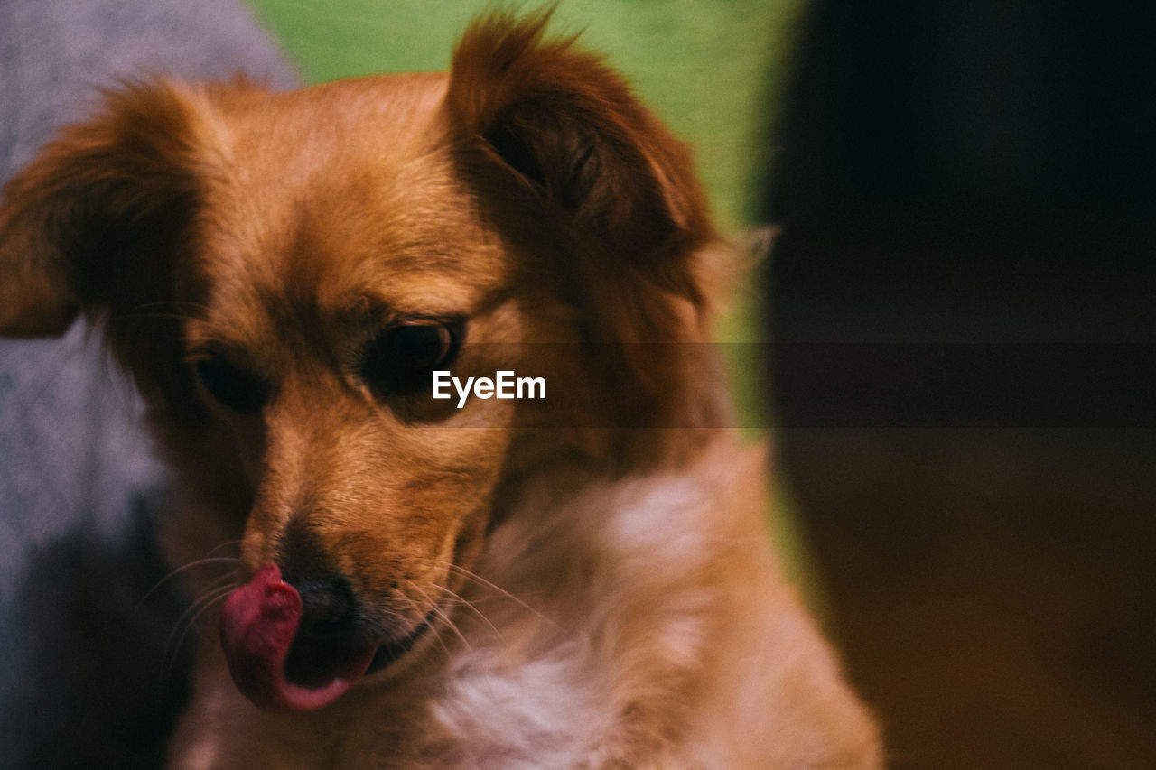 Close-up of dog licking nose at home