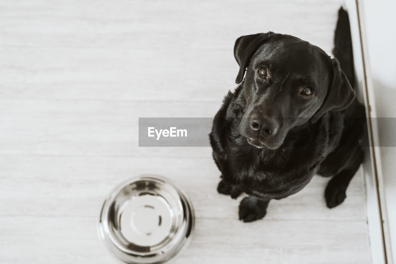 High angle view portrait of dog on hardwood floor