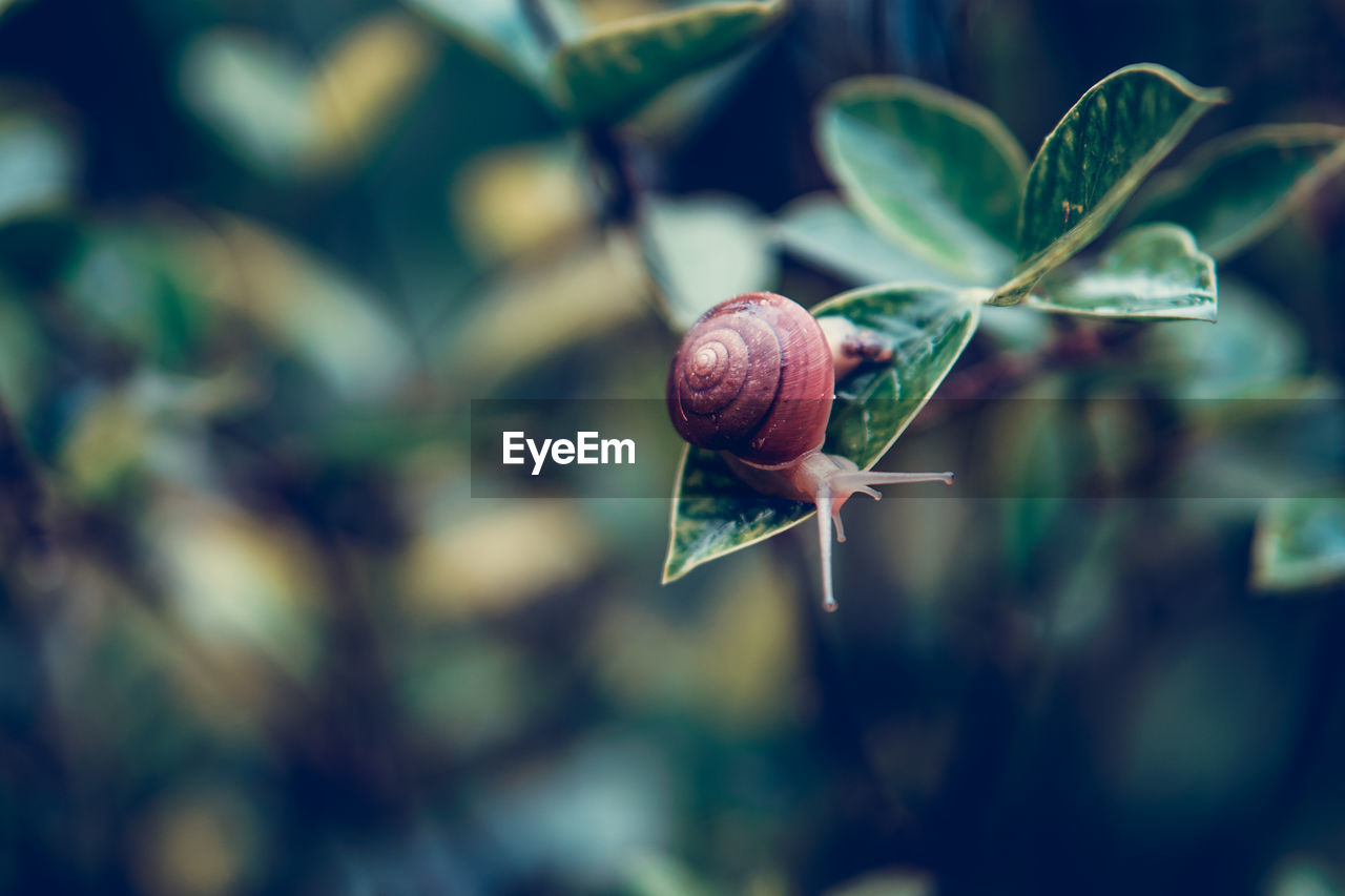 Close-up of snail on plant