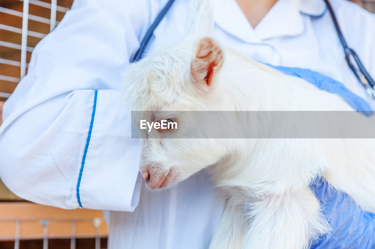close-up of white dog in hospital