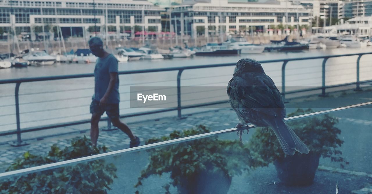 SEAGULL ON RAILING AGAINST CANAL IN CITY