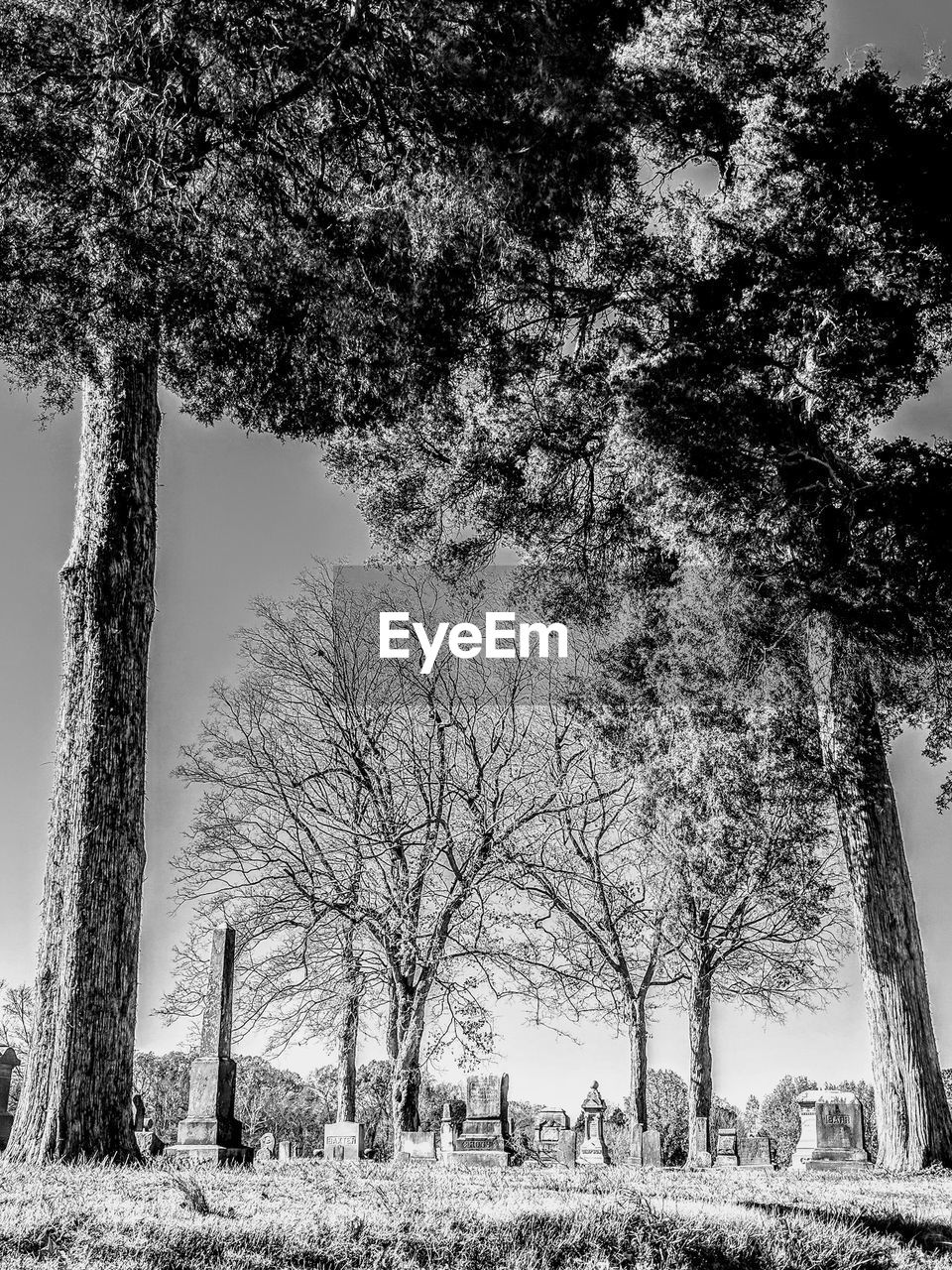 Trees in cemetery