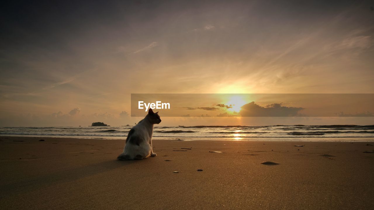 A cat observing the gorgeous sunrise at cherating beach,pahang, malaysia.