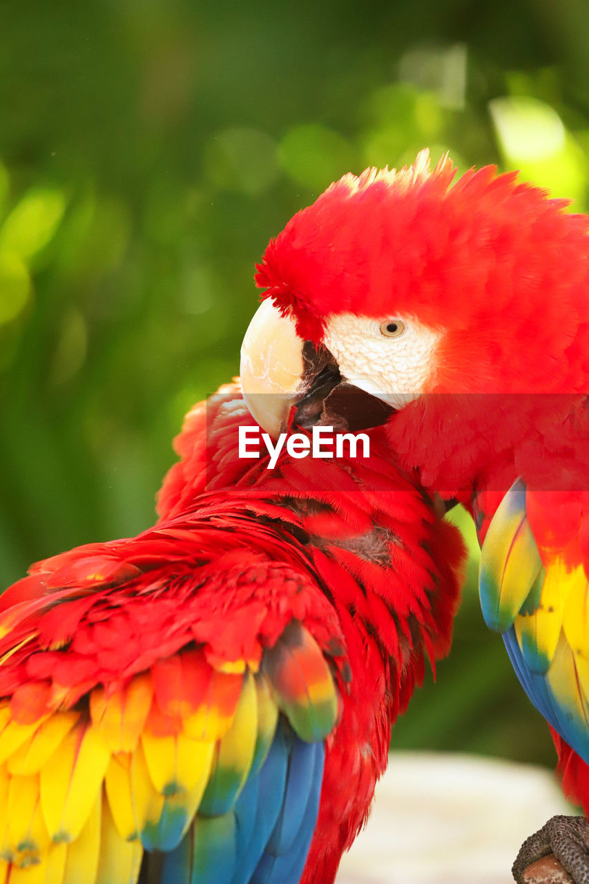 pet, animal, bird, animal themes, parrot, animal wildlife, scarlet macaw, multi colored, beak, red, nature, close-up, wildlife, animal body part, no people, vibrant color, one animal, tropical bird, outdoors, tropical climate, feather, focus on foreground, beauty in nature
