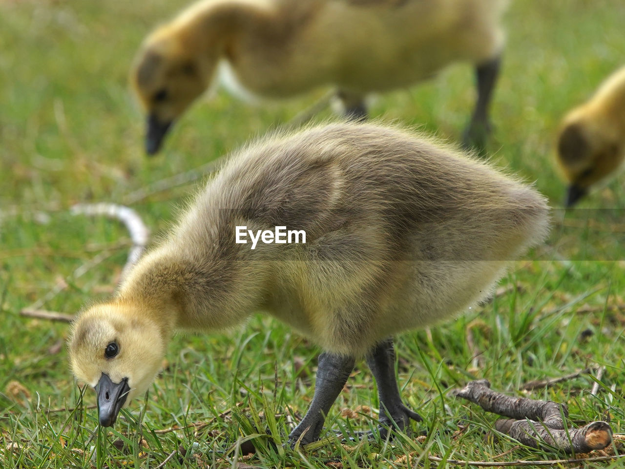 Close-up of a gosling on field