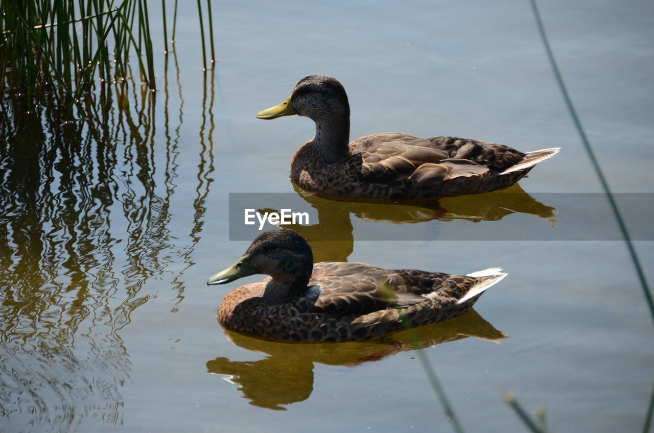 DUCK SWIMMING ON LAKE