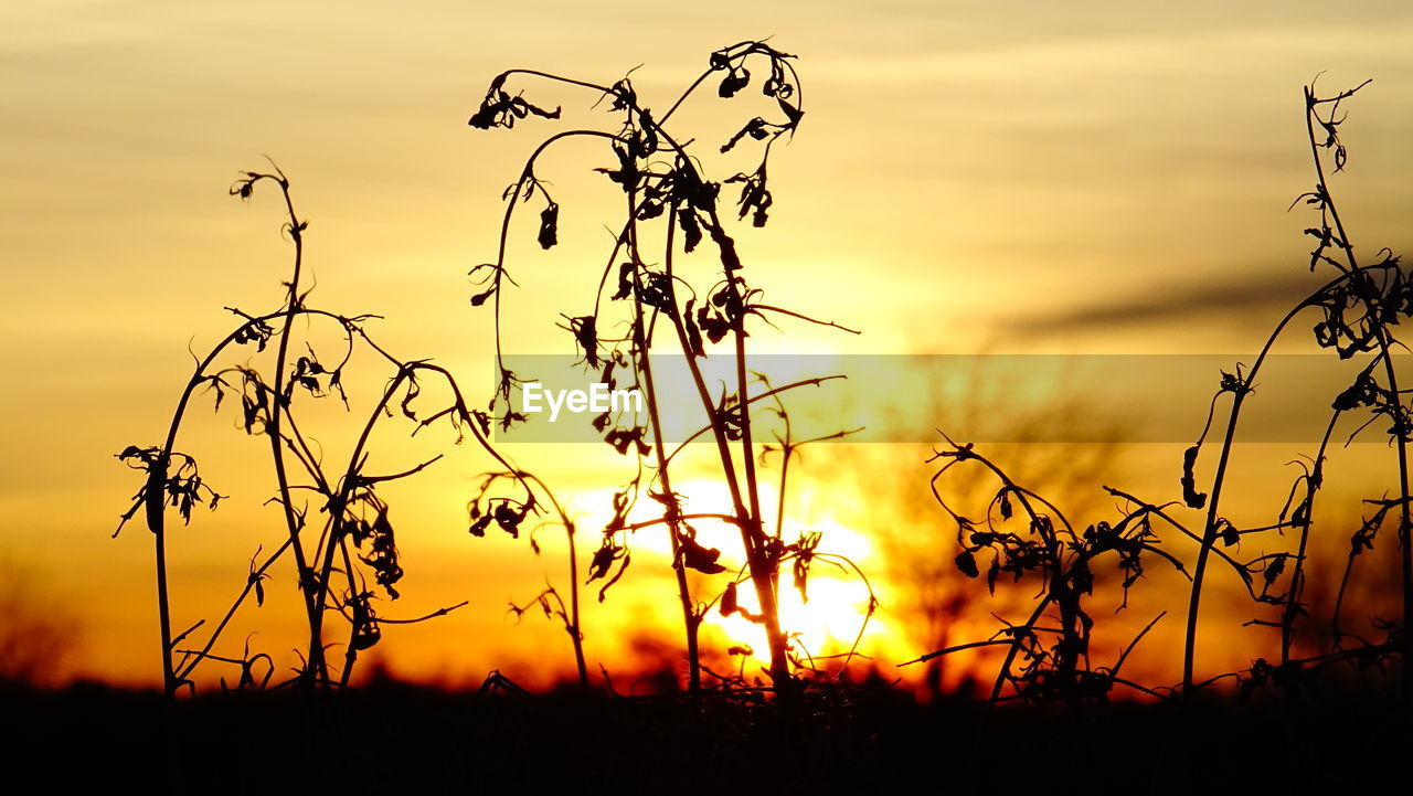 CLOSE-UP OF SILHOUETTE PLANTS AGAINST SUNSET SKY