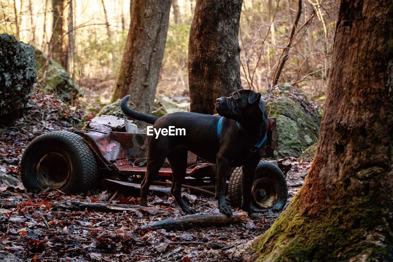 Dog by abandoned vehicle in forest