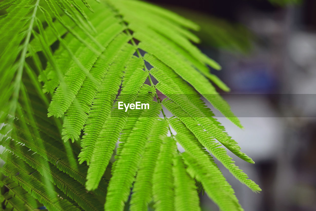 CLOSE-UP OF FRESH GREEN LEAVES