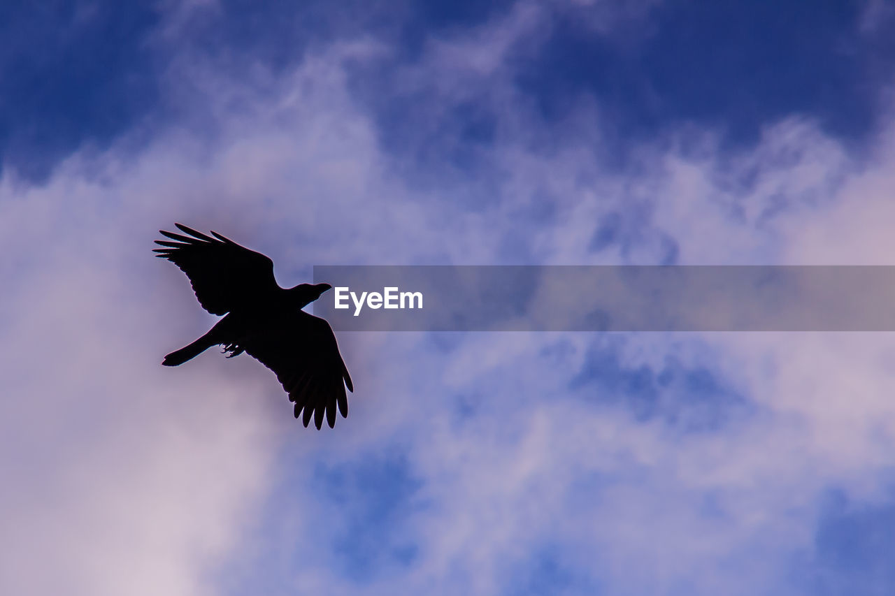 LOW ANGLE VIEW OF BIRD FLYING