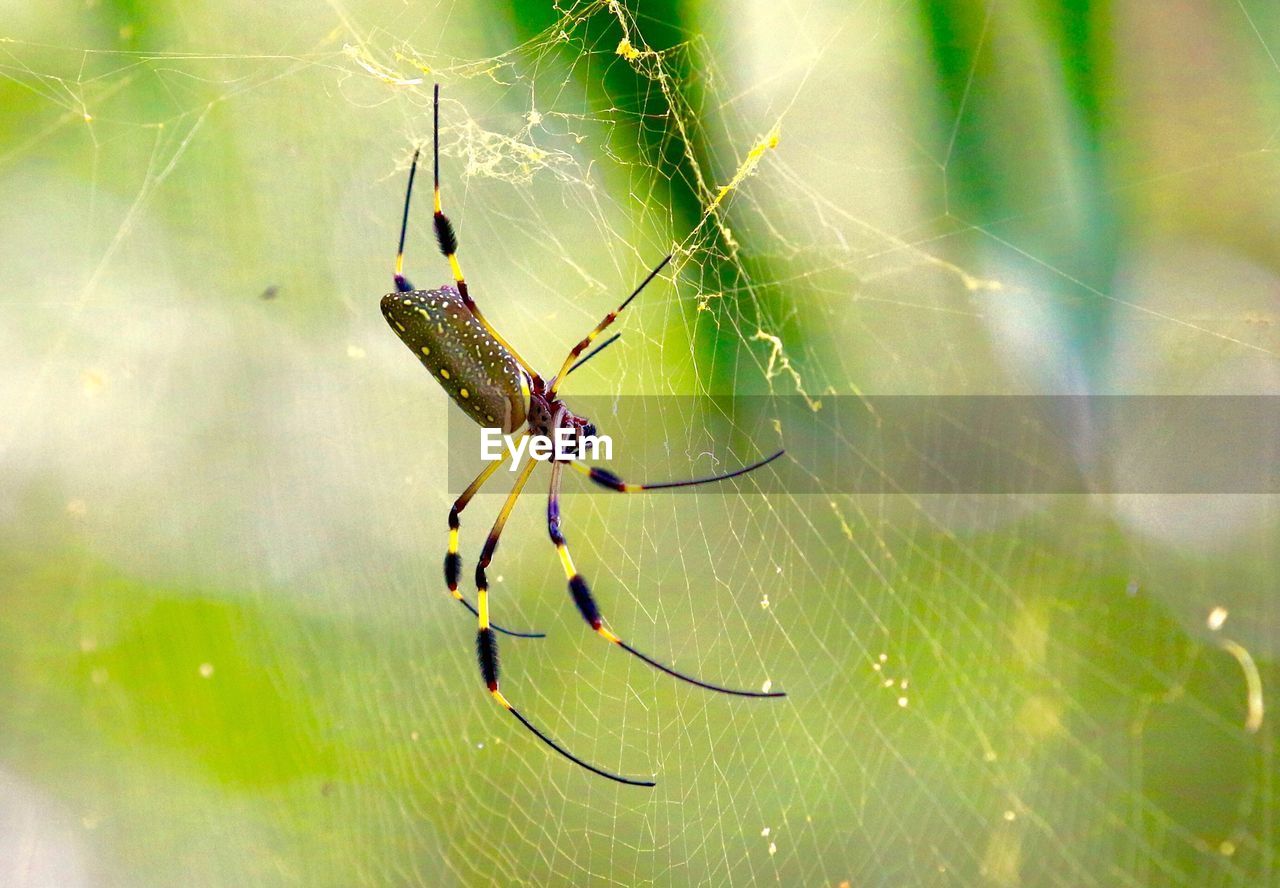 SPIDER ON WEB