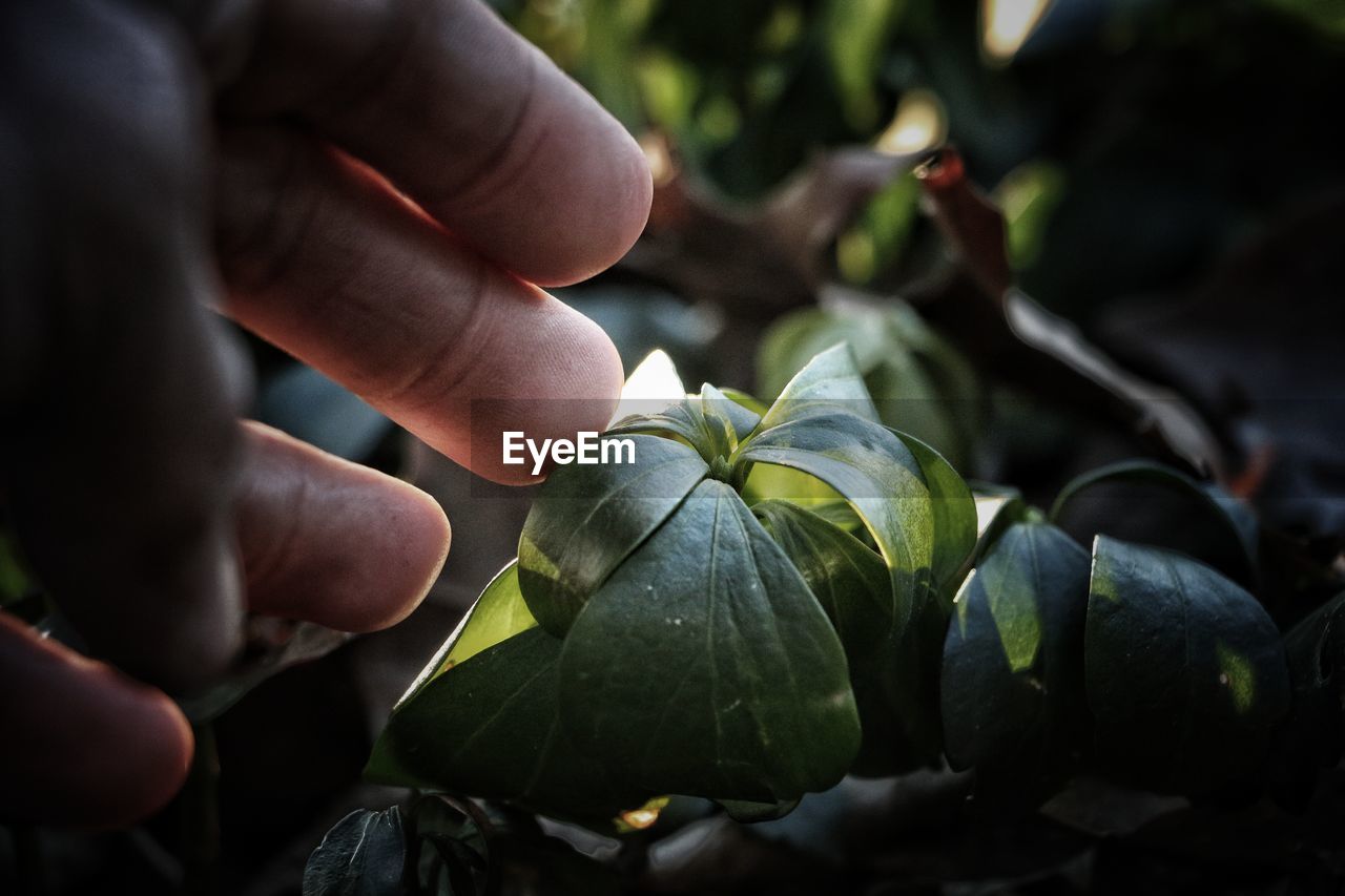 Cropped hand of person touching plants