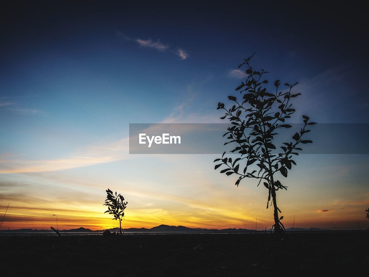 SILHOUETTE TREES ON LANDSCAPE AGAINST SKY AT SUNSET