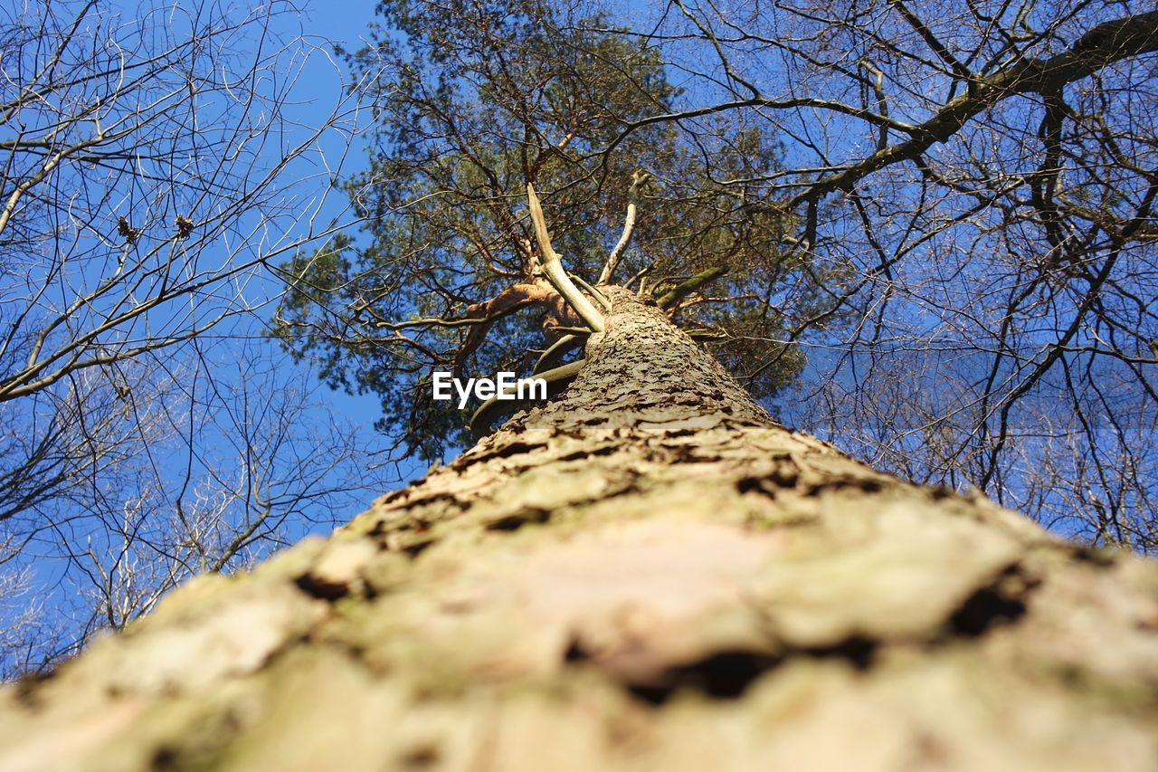 LOW ANGLE VIEW OF BARE TREES AGAINST BLUE SKY