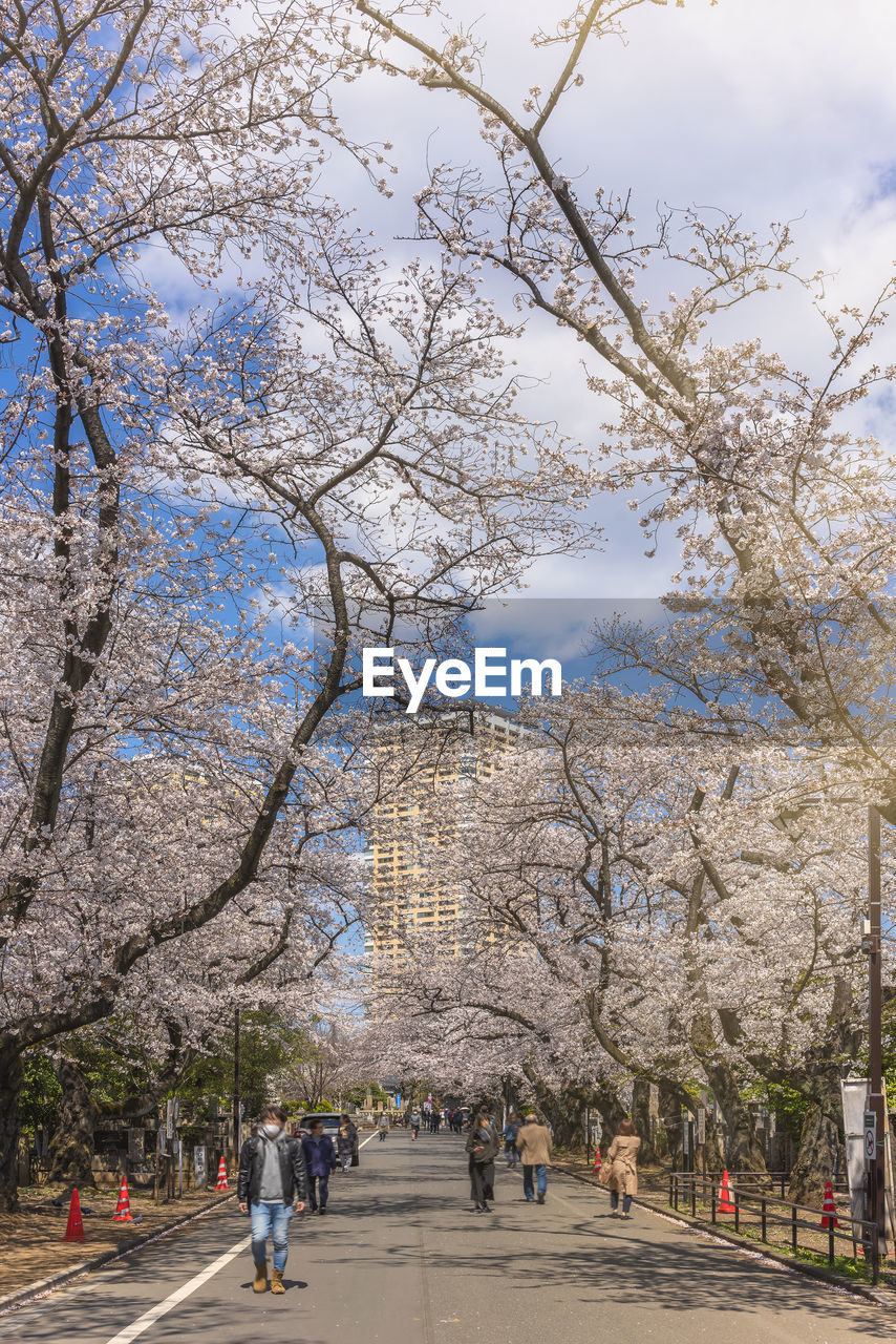 VIEW OF BARE TREE IN CITY