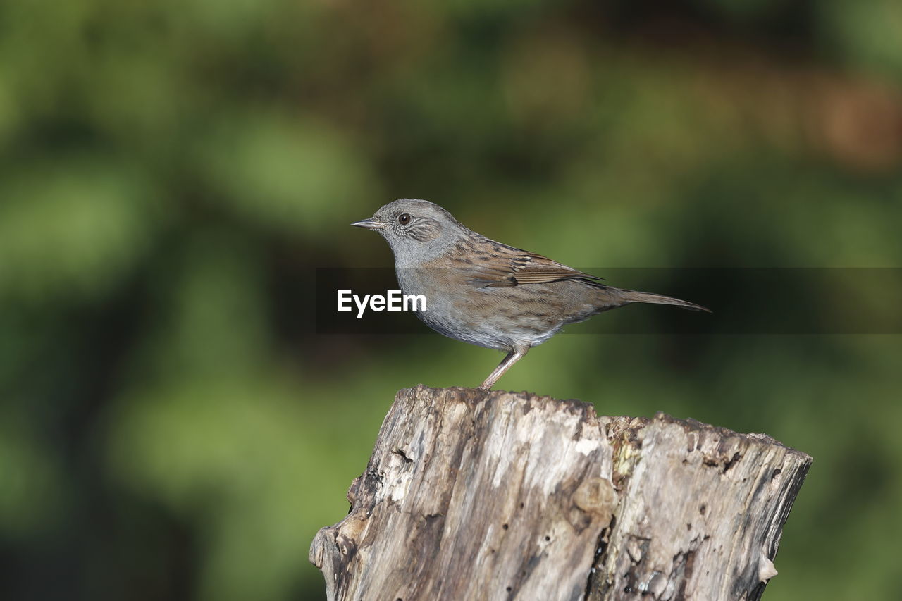 SIDE VIEW OF BIRD PERCHING ON WOODEN POST