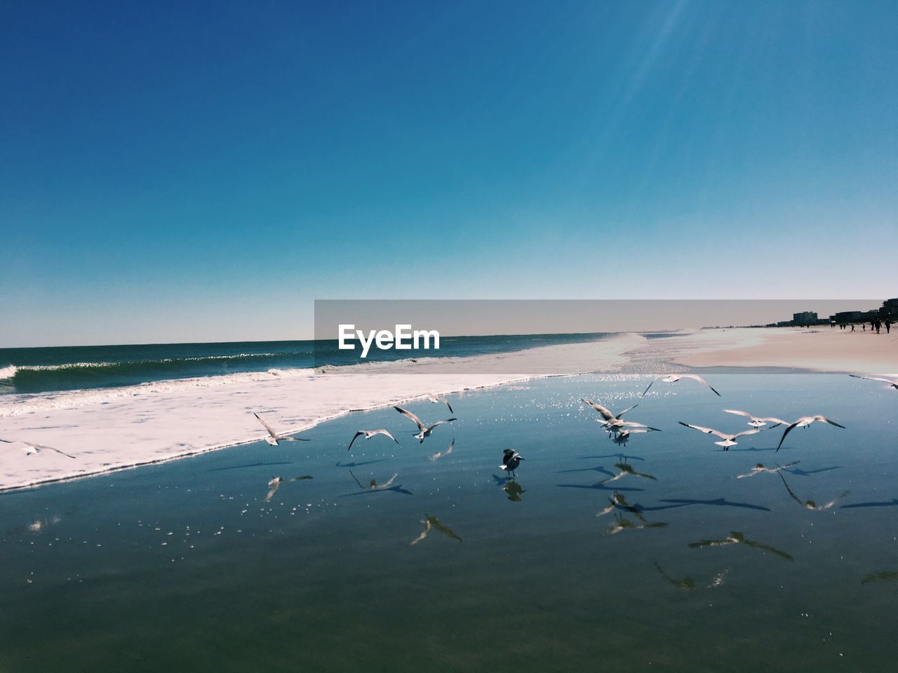 Birds on a beach