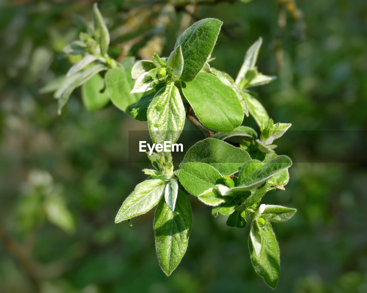 Close-up of fresh green leaves