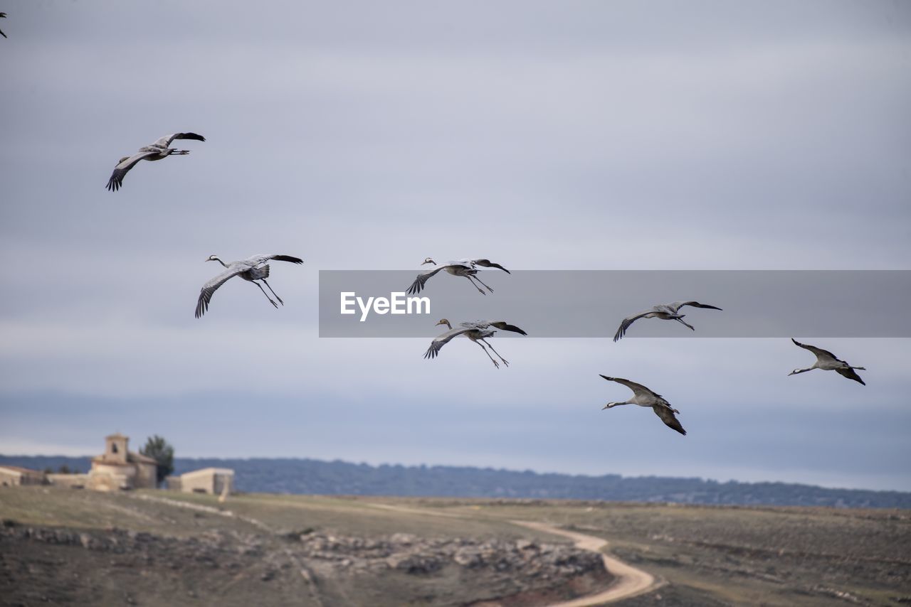 BIRDS FLYING ABOVE THE SKY