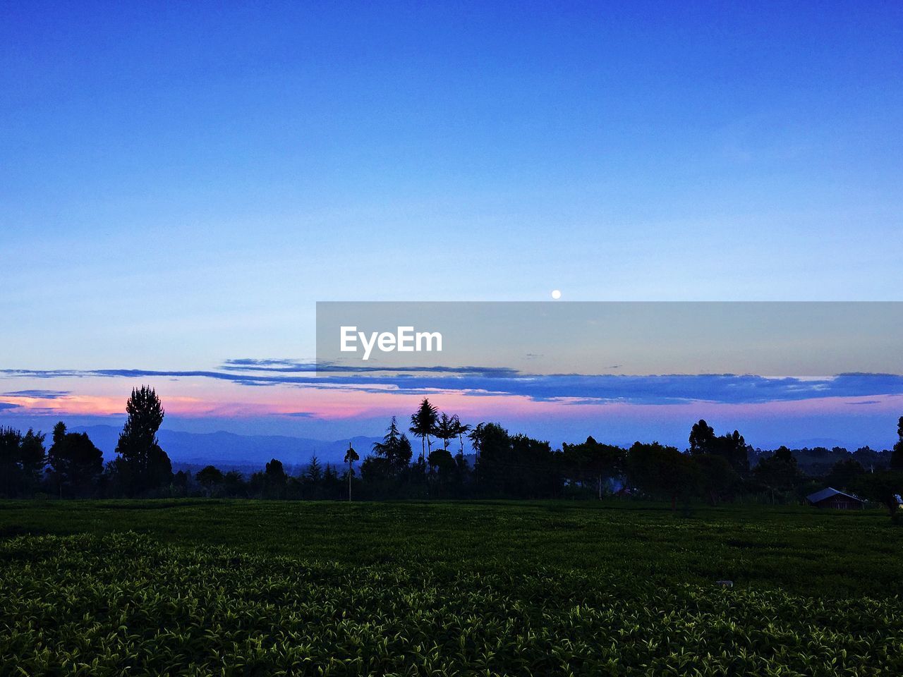 Scenic view of field against sky at sunset