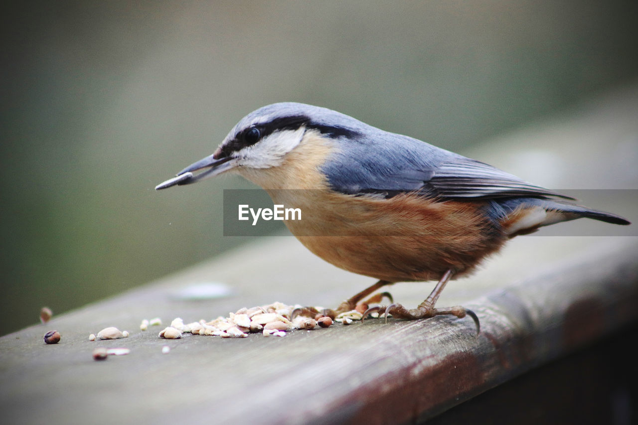 Close-up of nuthatch perching on wood
