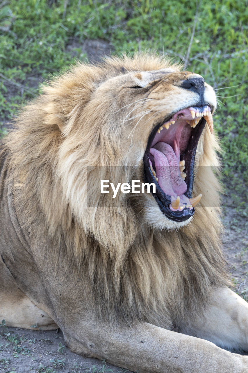 lioness sitting on grassy field