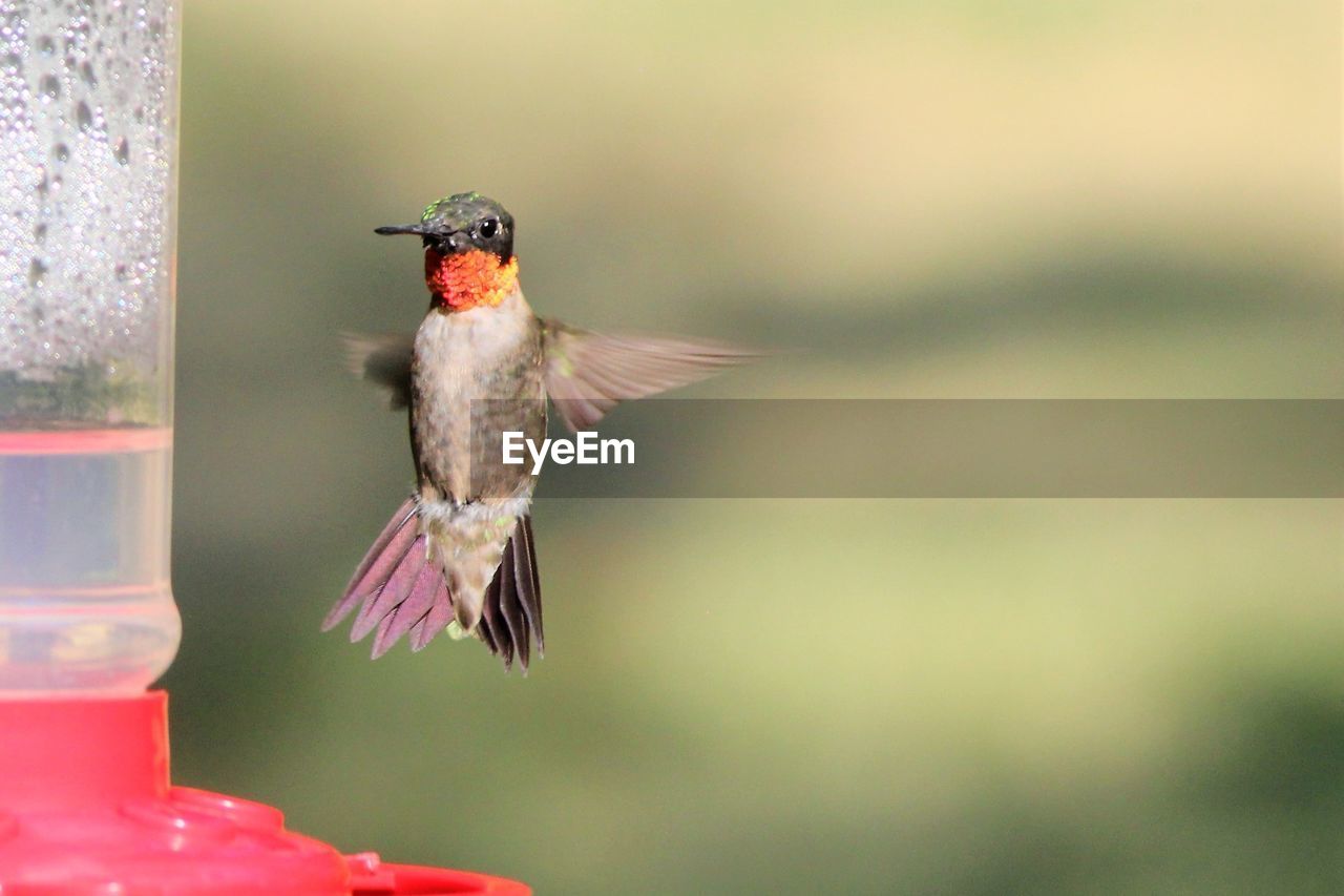  ruby throated hummingbird 