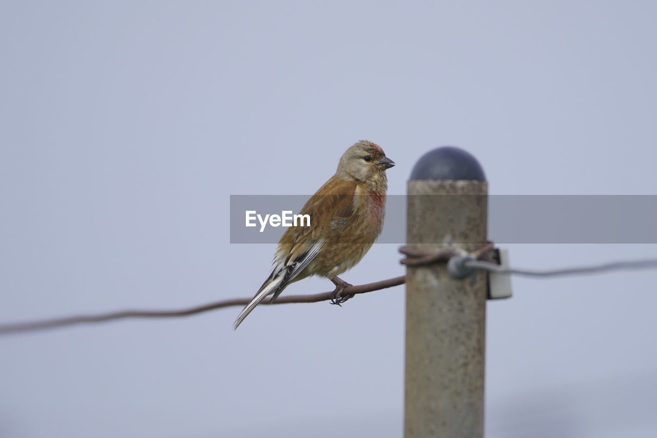 LOW ANGLE VIEW OF BIRD PERCHING ON A POLE