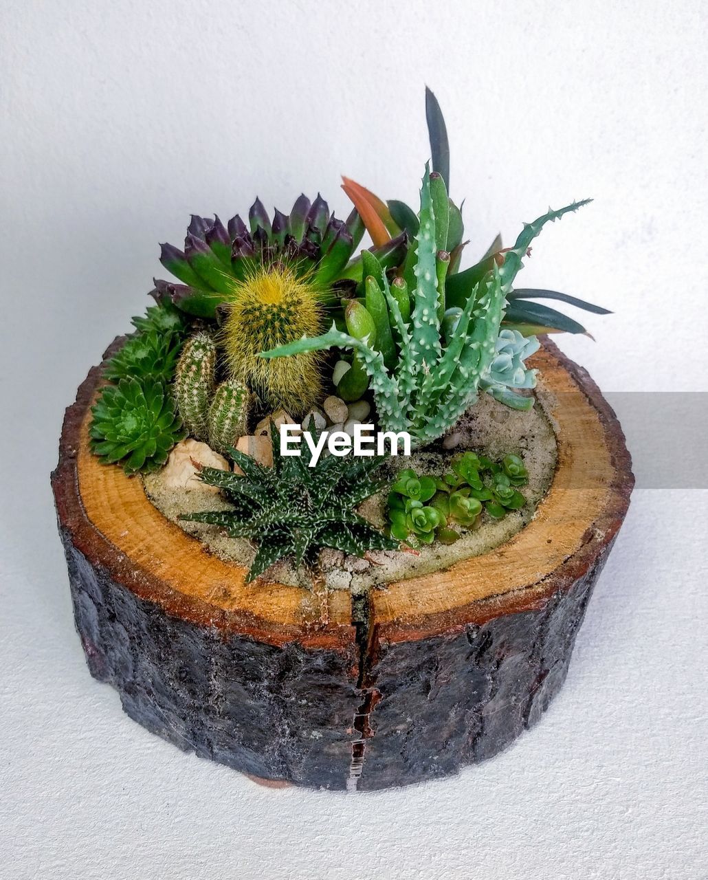Succulent terrarium in wooden stump pot