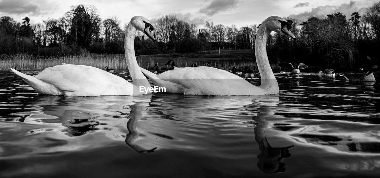 Black and white monochrome mute swan swans pair low-level water side view macro animal background