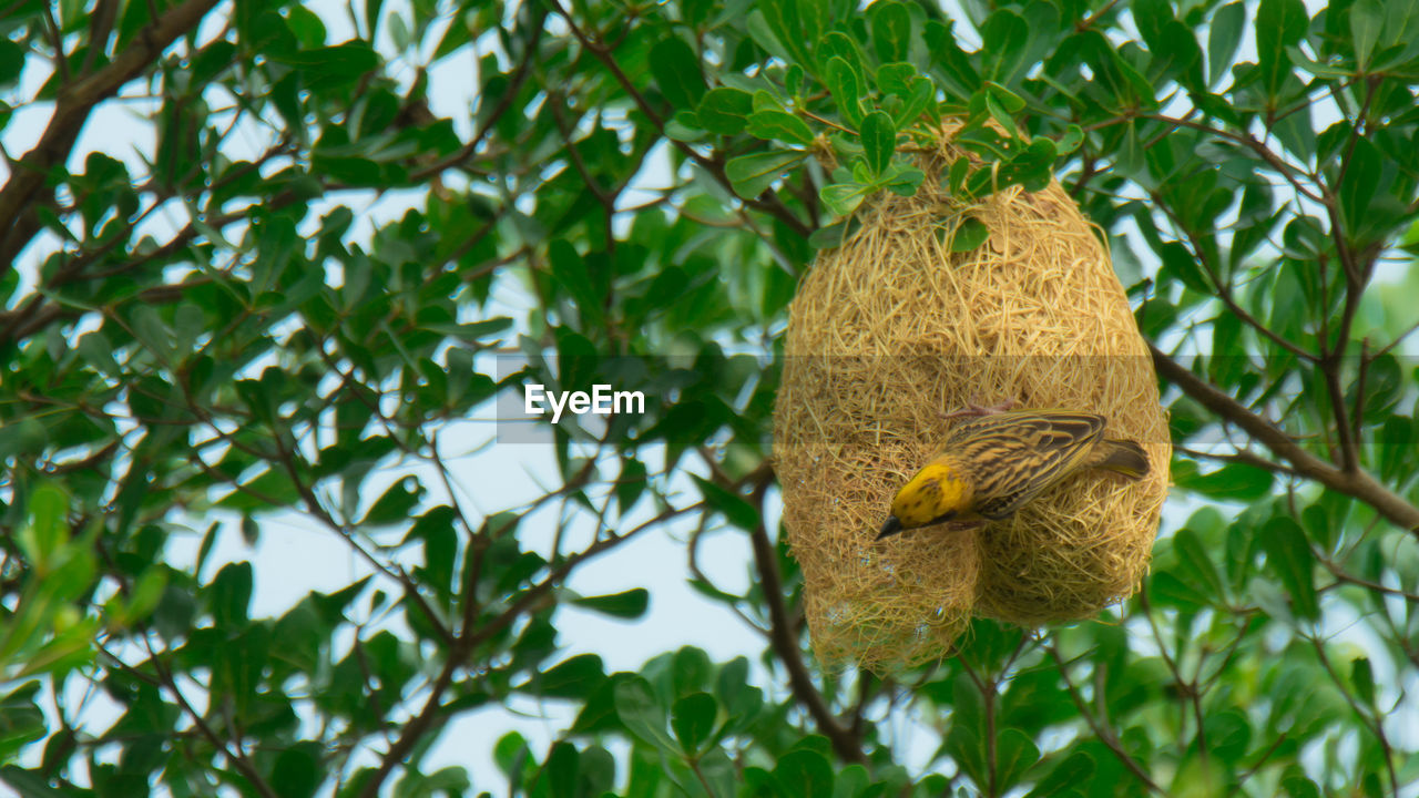 LOW ANGLE VIEW OF BUTTERFLY ON PLANT