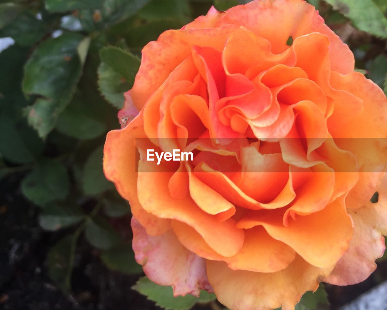 CLOSE-UP OF ROSE BLOOMING