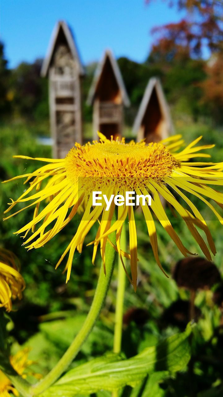 CLOSE-UP OF YELLOW FLOWERS