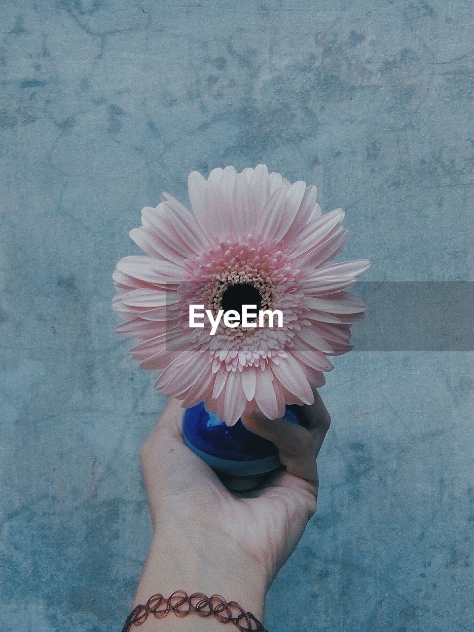 Close-up of hand holding pink gerbera daisy against wall